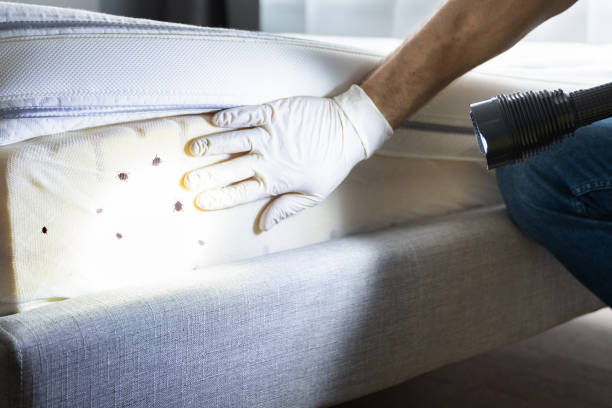 Best Flea Control Services  in South Apopka, FL